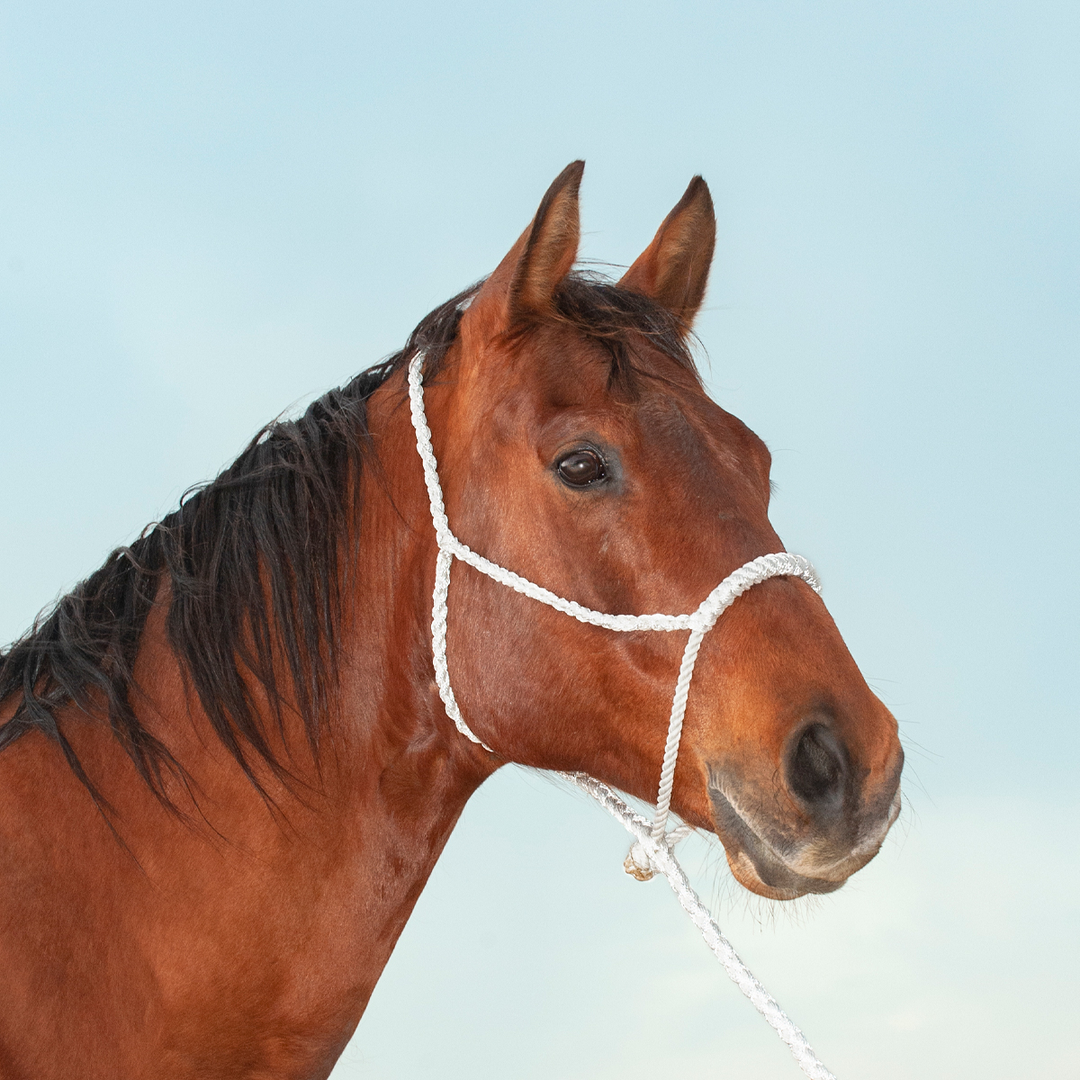 Rope Nose Halter with Lead