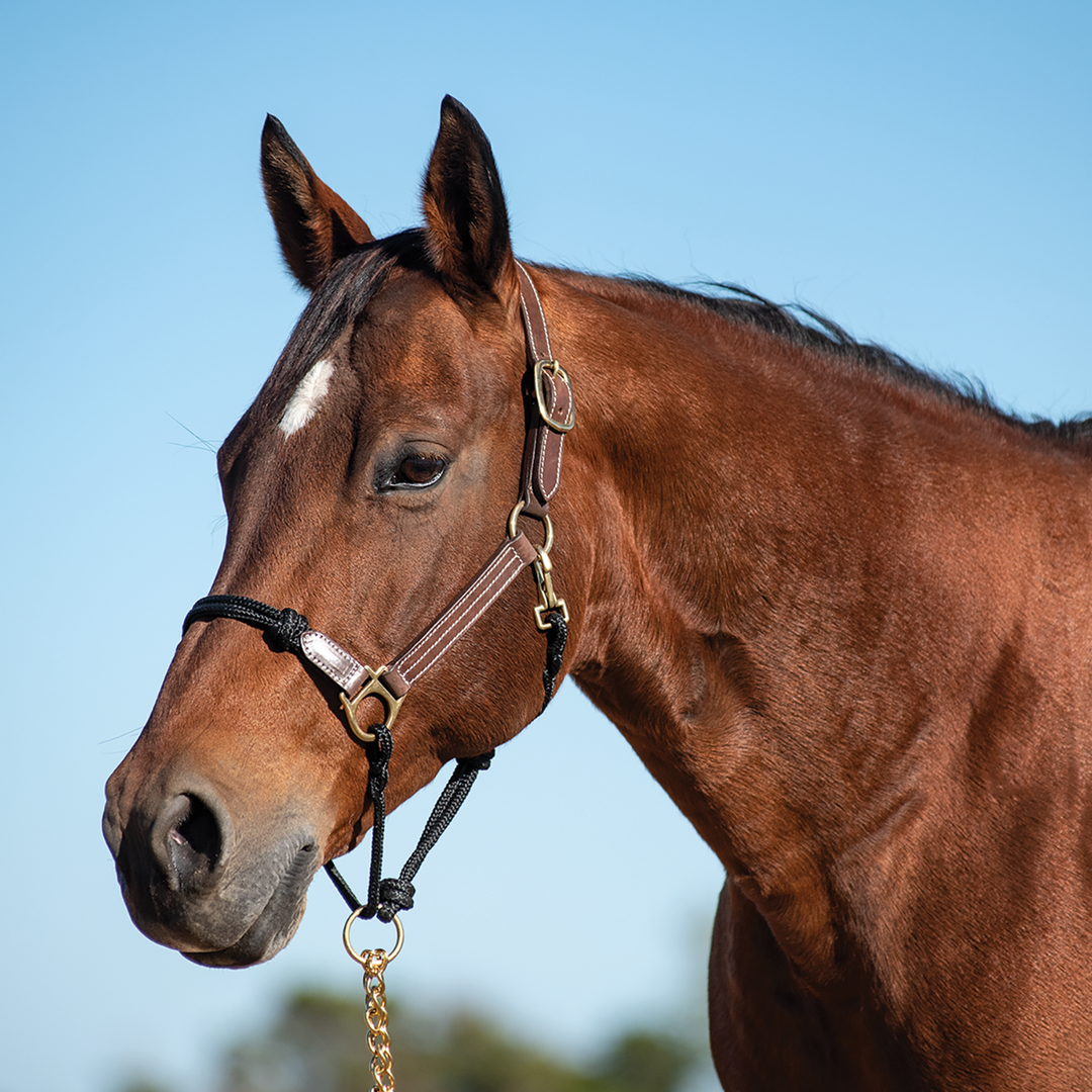 Leather Halter with Rope Nose