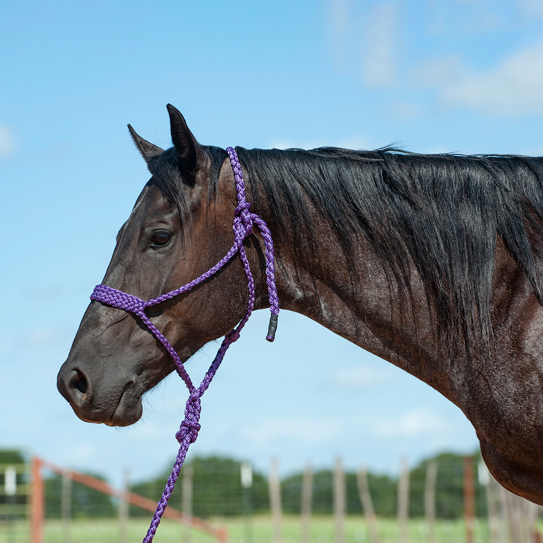 Flat Braid Mule Tape Halter w/ Lead